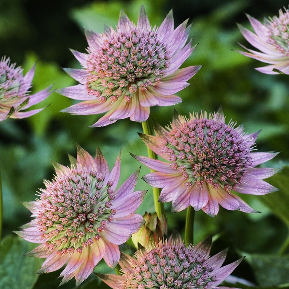 <i>Astrantia major</i> 'Florence' (PBR)
