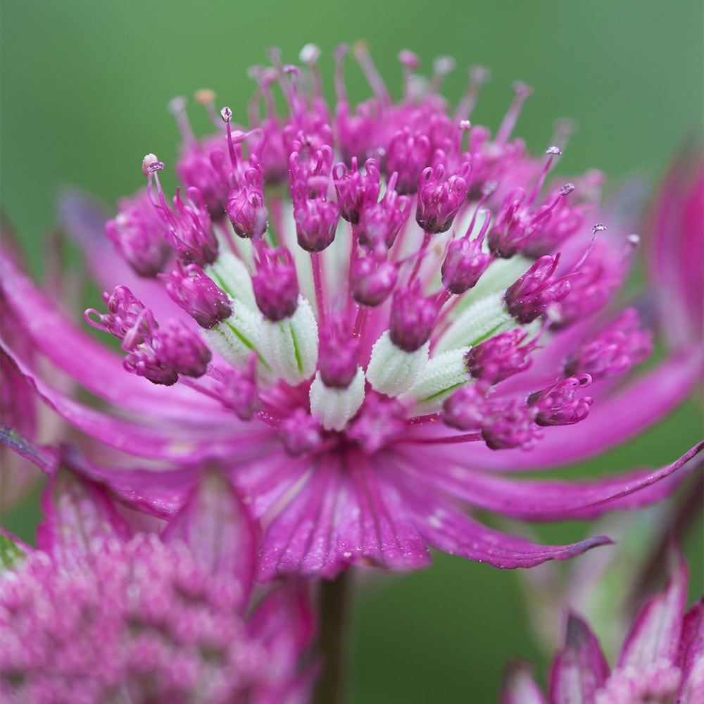 <i>Astrantia major</i> 'Star of Beauty' (PBR)