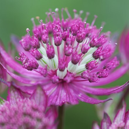 Astrantia major Star of Beauty (PBR)