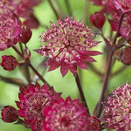 Astrantia major Star of Love (PBR)