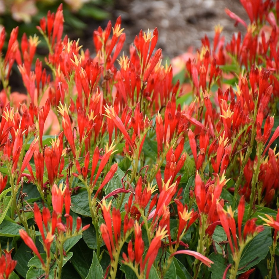 woodland pinkroot