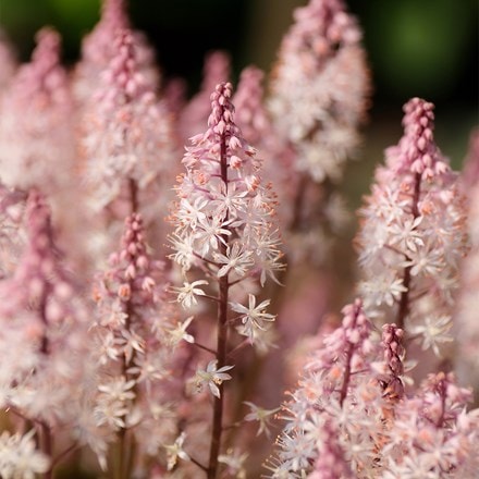 Tiarella Angel Wings ('Gowing') (PBR) (Fox Series)