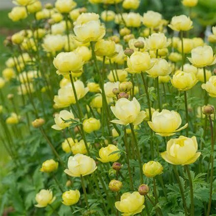 Trollius × cultorum Taleggio