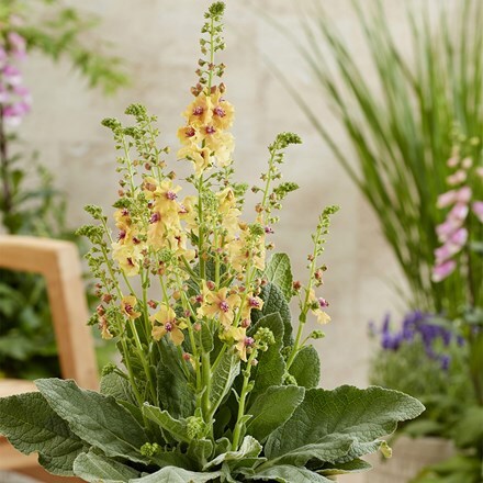 Verbascum Peach Champagne (PBR)