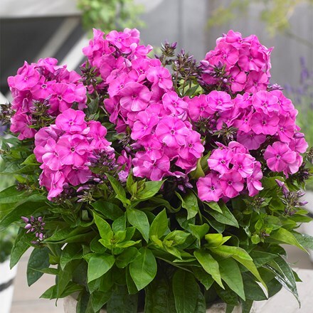 Phlox paniculata Bambini Primadonna ('Verpri') (PBR) (Bambini Series)