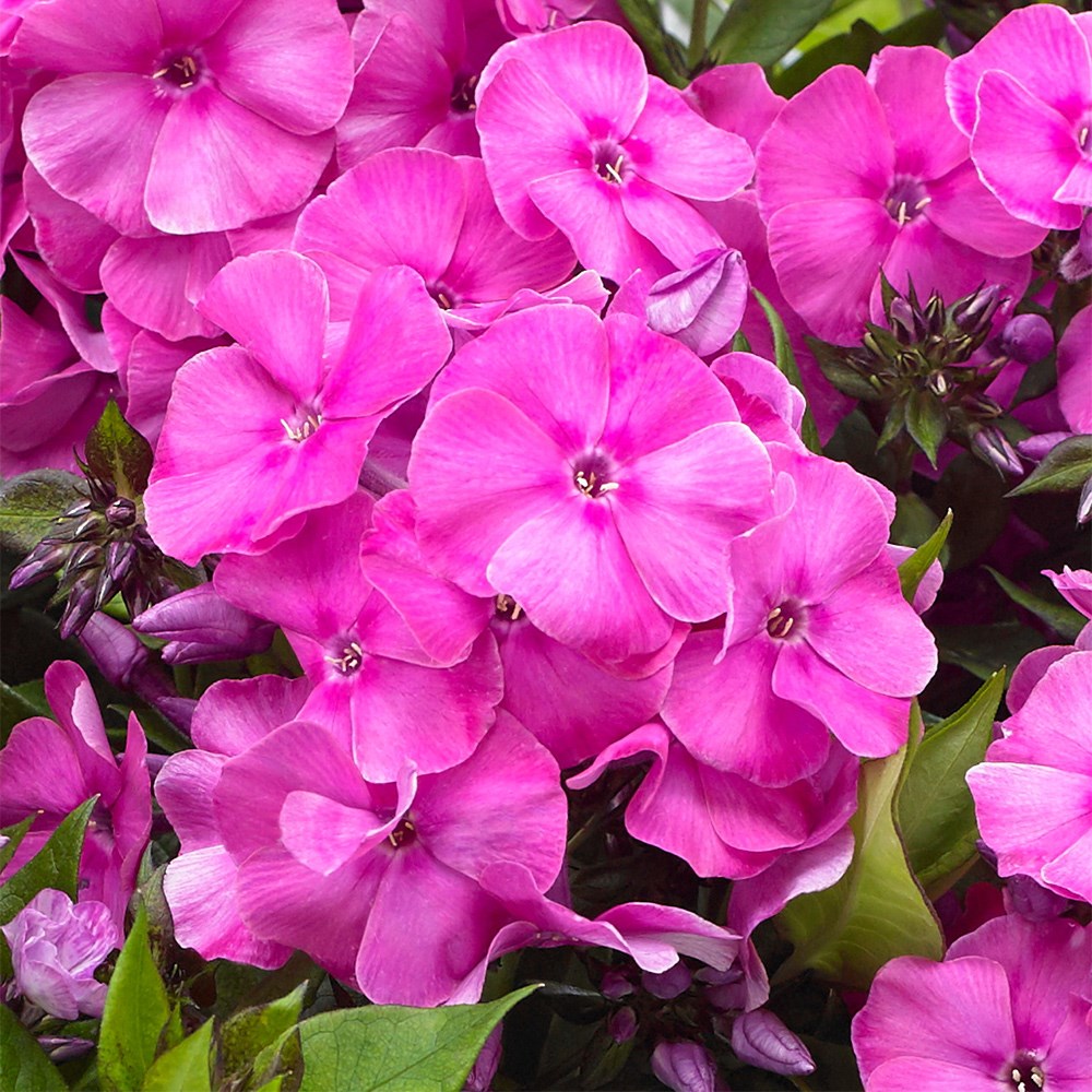 <i>Phlox paniculata</i> <b class=small-caps>Bambini Primadonna</b> ('Verpri') (PBR) (Bambini Series)