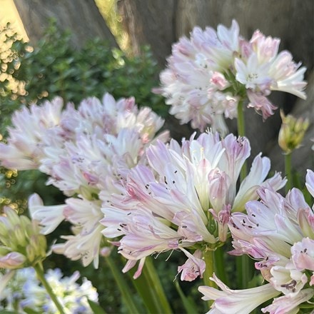 Agapanthus Blush Pink (PBR)