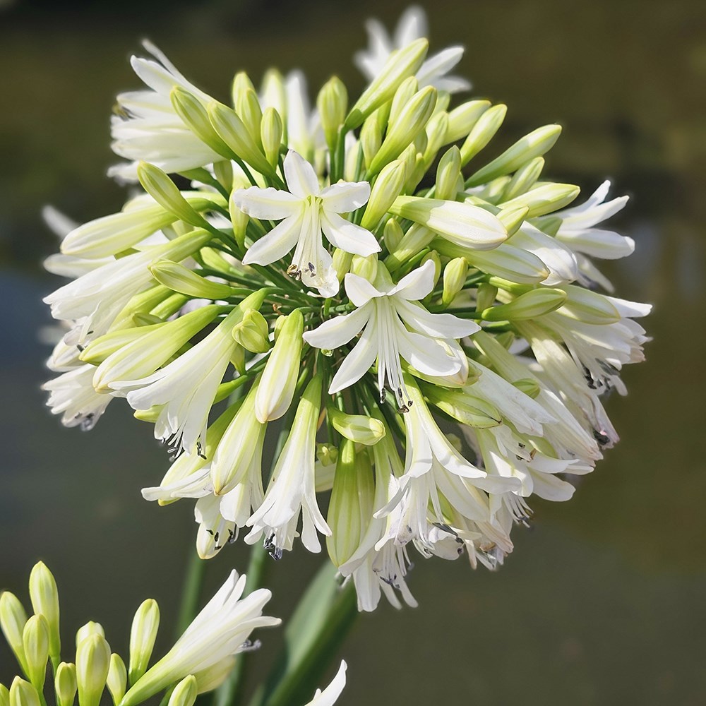 <i>Agapanthus</i> 'Emerald Ice' (PBR)