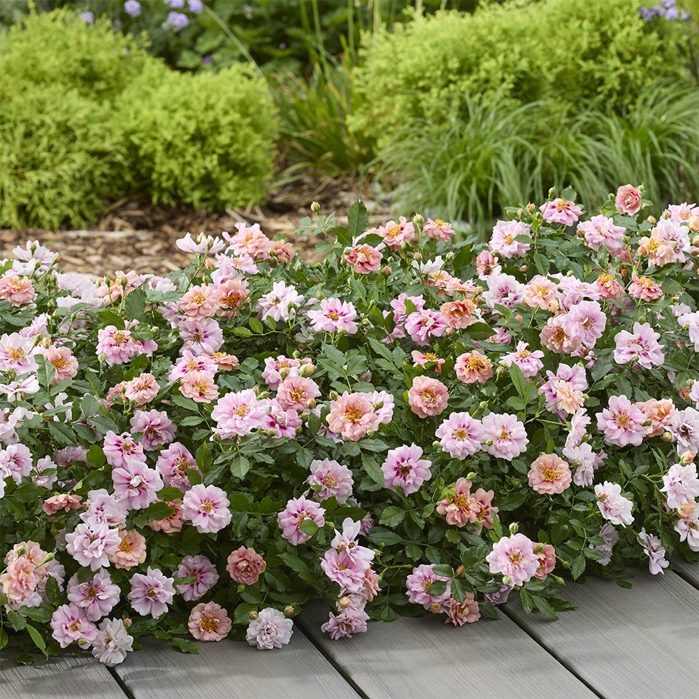 <i>Rosa</i> <b class=small-caps>Amirose ®</b> ('Korhulth 005') (PBR) | Groundcover Rose
