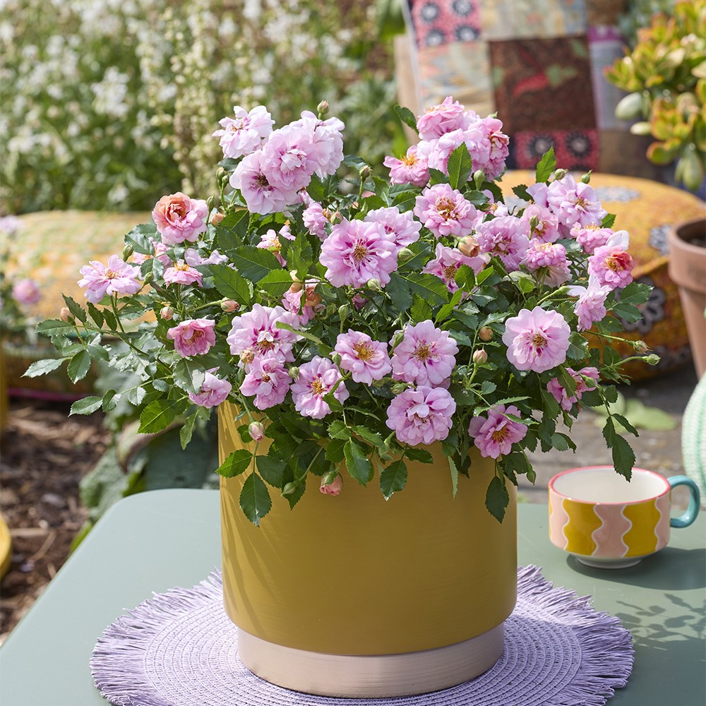 <i>Rosa</i> <b class=small-caps>Amirose ®</b> ('Korhulth 005') (PBR) | Groundcover Rose