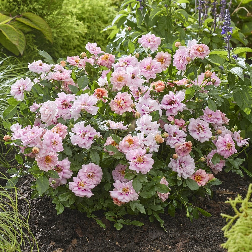 <i>Rosa</i> <b class=small-caps>Amirose ®</b> ('Korhulth 005') (PBR) | Groundcover Rose