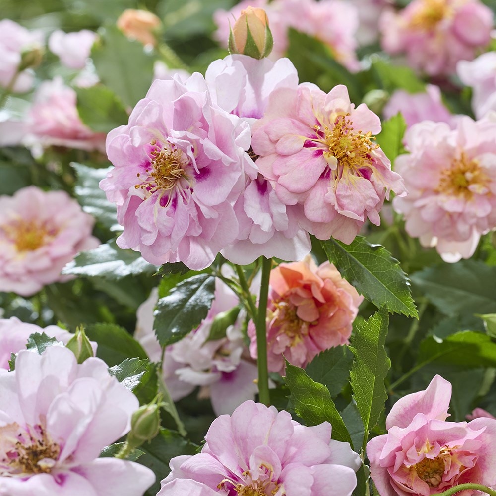 <i>Rosa</i> <b class=small-caps>Amirose ®</b> ('Korhulth 005') (PBR) | Groundcover Rose
