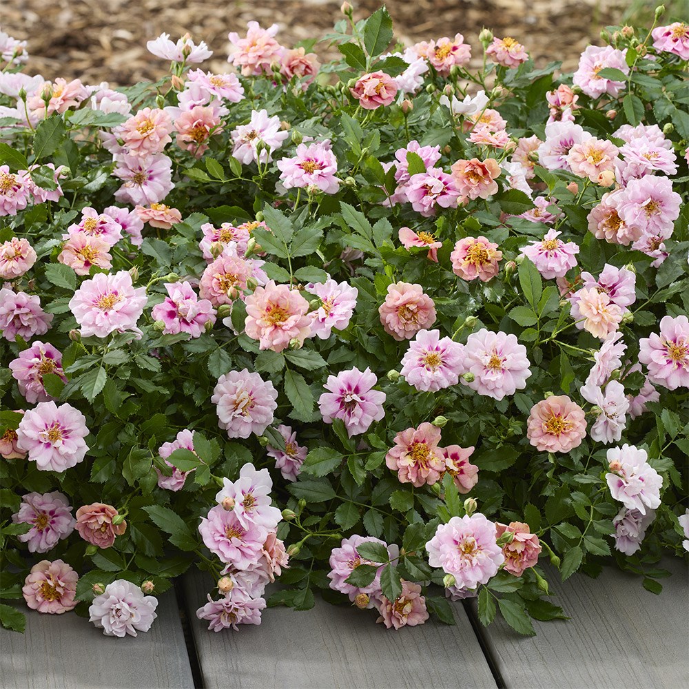 <i>Rosa</i> <b class=small-caps>Amirose ®</b> ('Korhulth 005') (PBR) | Groundcover Rose