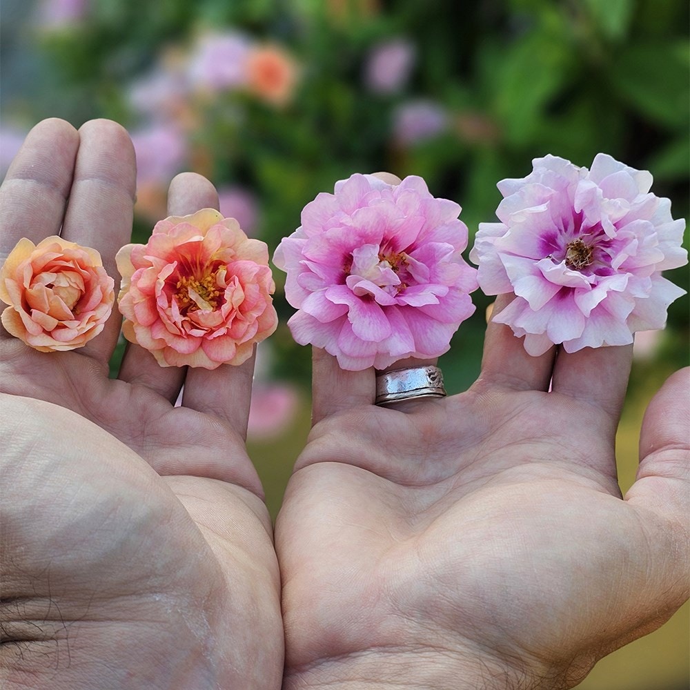 <i>Rosa</i> <b class=small-caps>Amirose ®</b> ('Korhulth 005') (PBR) | Groundcover Rose