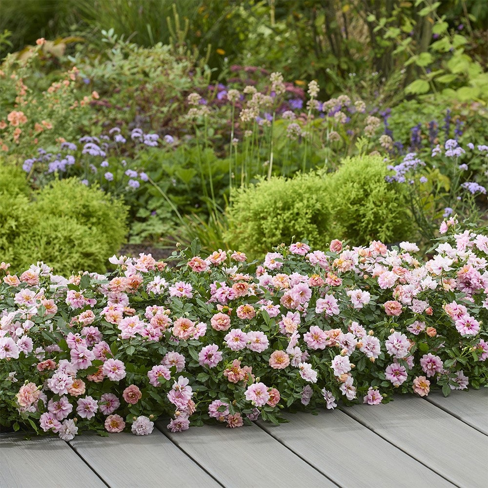 <i>Rosa</i> <b class=small-caps>Amirose ®</b> ('Korhulth 005') (PBR) | Groundcover Rose