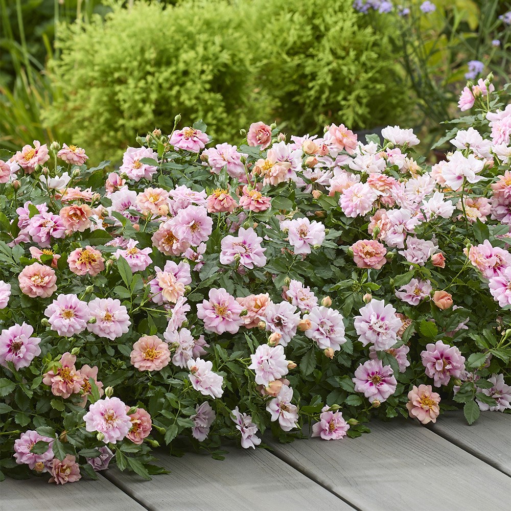 <i>Rosa</i> <b class=small-caps>Amirose ®</b> ('Korhulth 005') (PBR) | Groundcover Rose