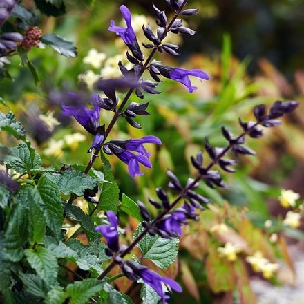 Salvia Lake Blueberry ('Tl1016') (Salgoon Series) (PBR)