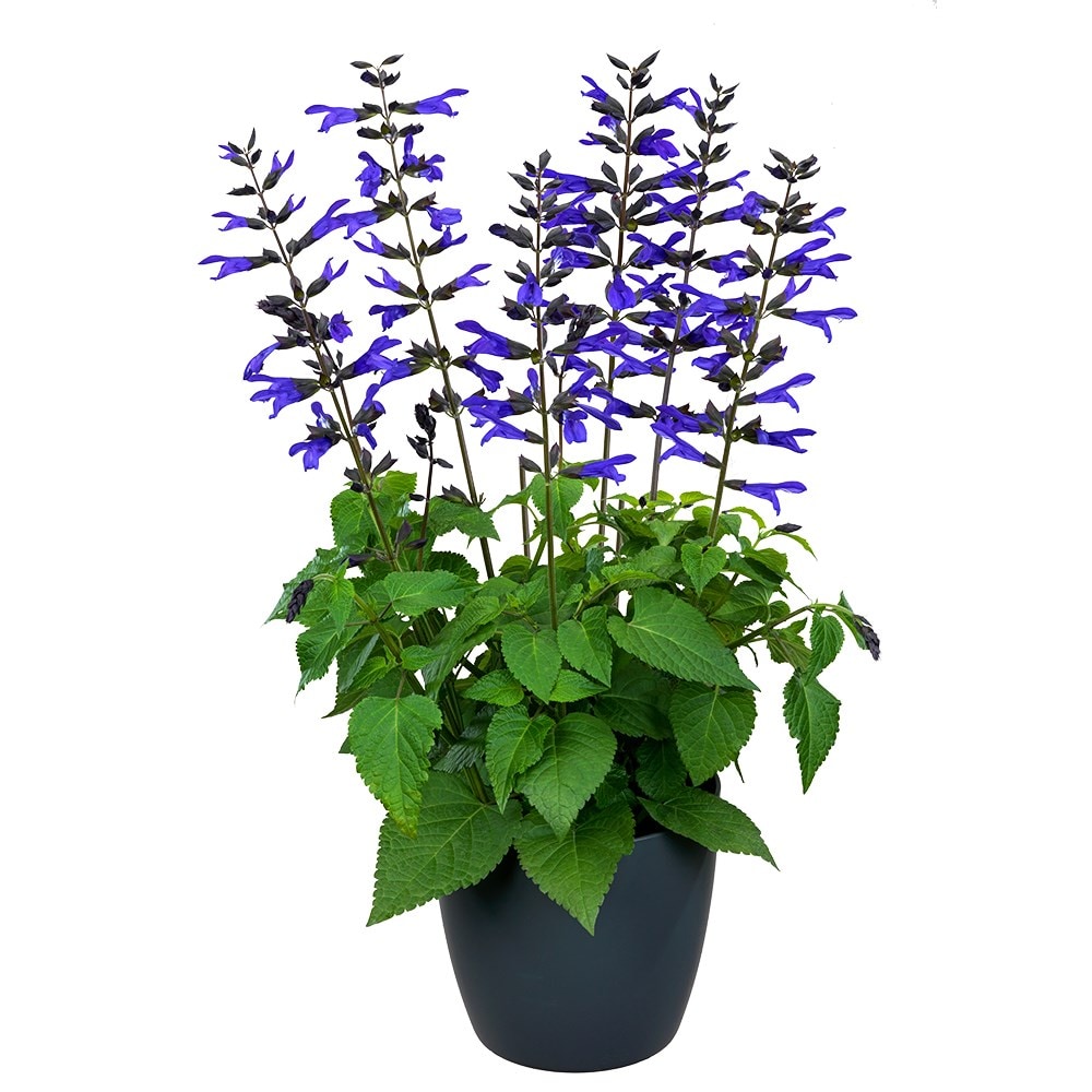 <i>Salvia</i> <b class=small-caps>Lake Blueberry</b> ('Tl1016') (Salgoon Series) (PBR)
