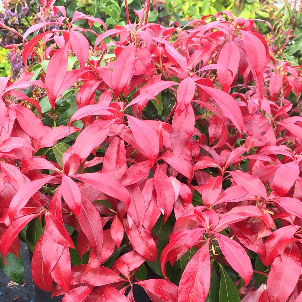 Product options image