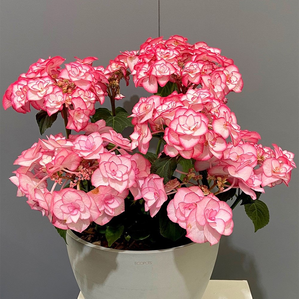 Product options image