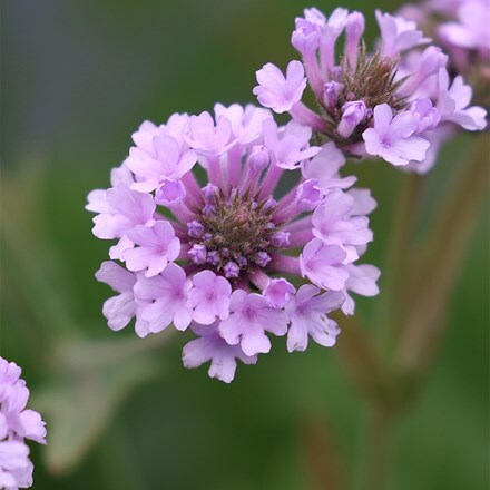 Verbena rigida f. lilacina Polaris