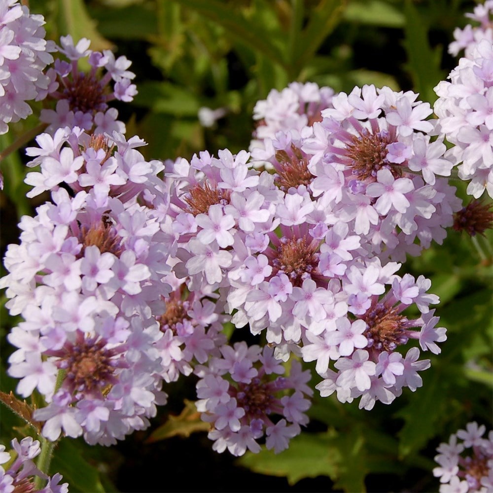 <i>Verbena rigida f. lilacina</i> 'Polaris'