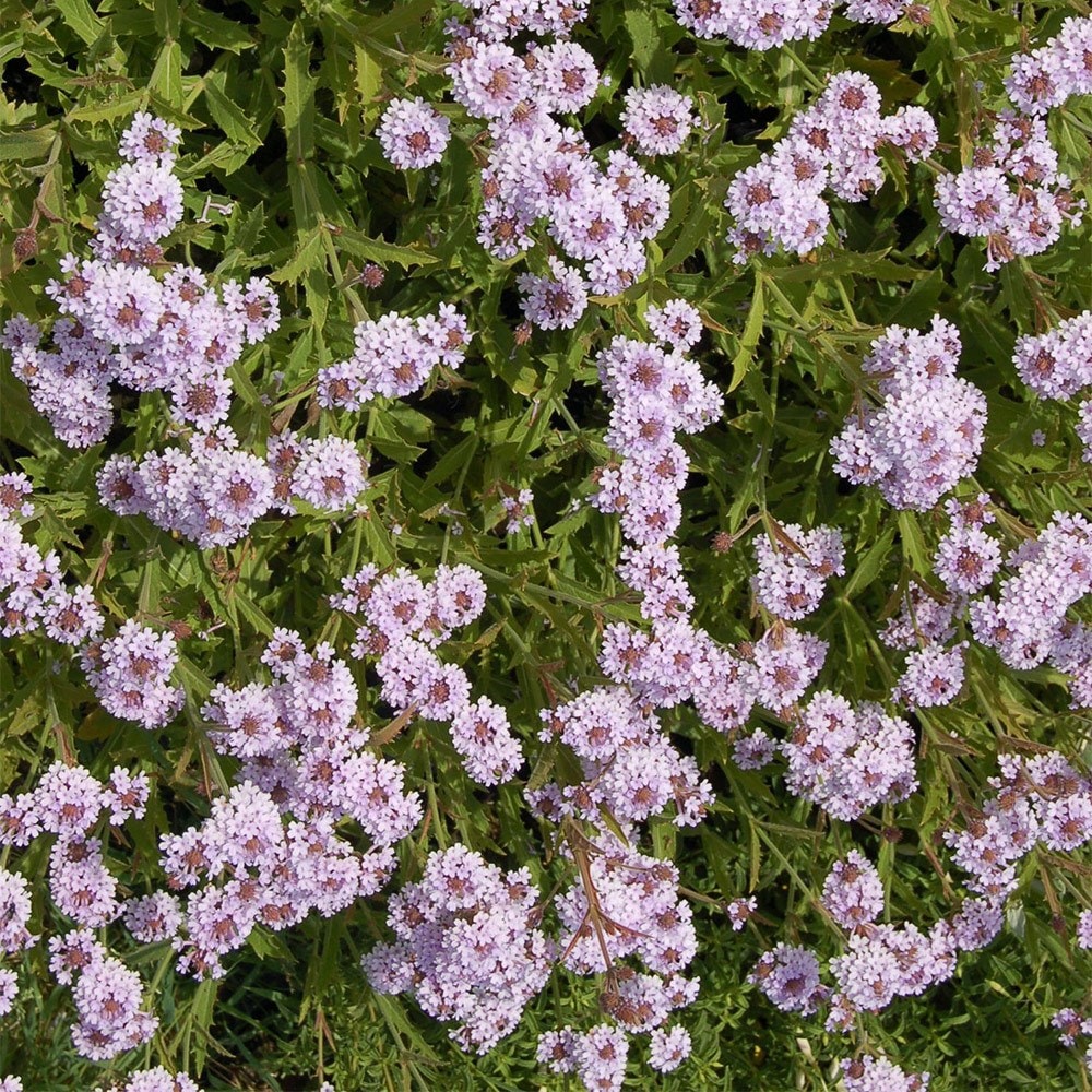 <i>Verbena rigida f. lilacina</i> 'Polaris'