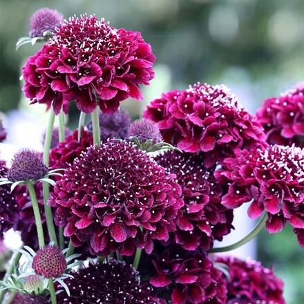 Scabiosa atropurpurea Chat Noir