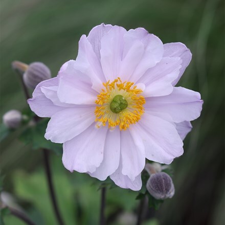 Anemone Ruffled Swan ('Macane007') (PBR)