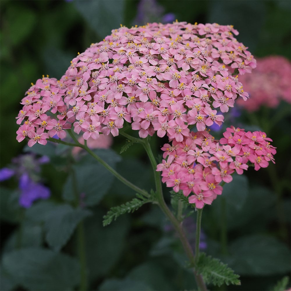 <i>Achillea</i> 'Lachsschönheit' (Galaxy Series)