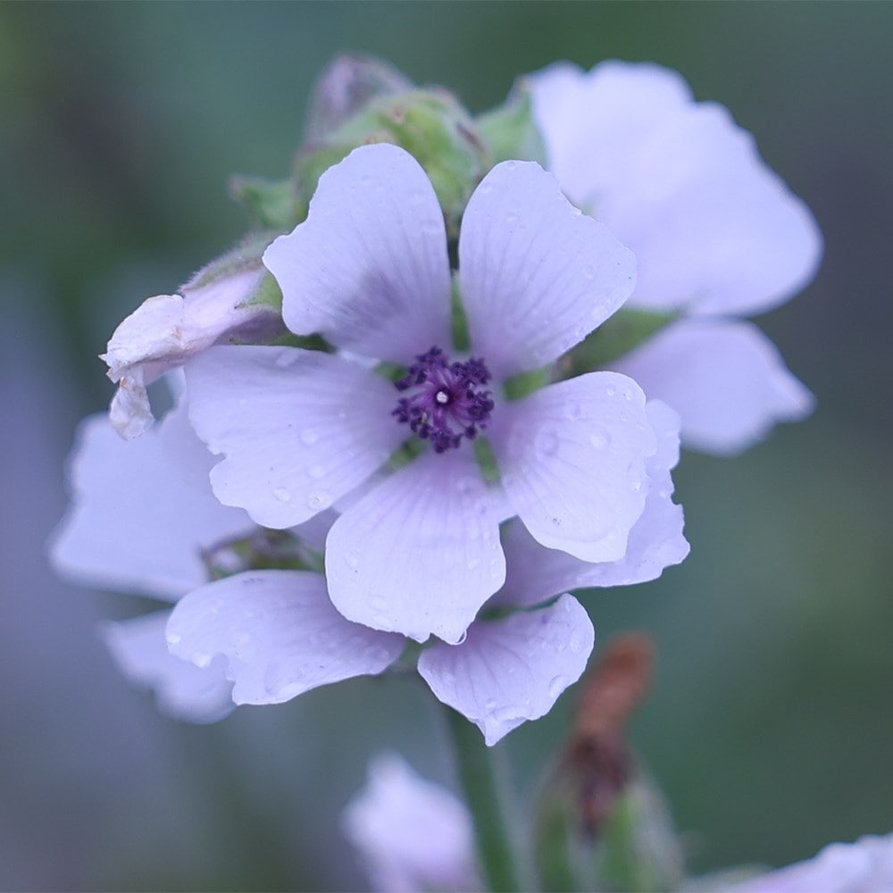 <i>Althaea officinalis</i> 