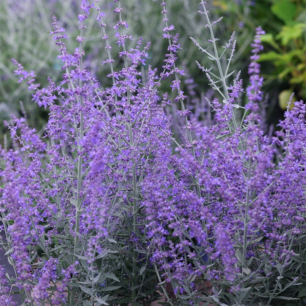 Product options image