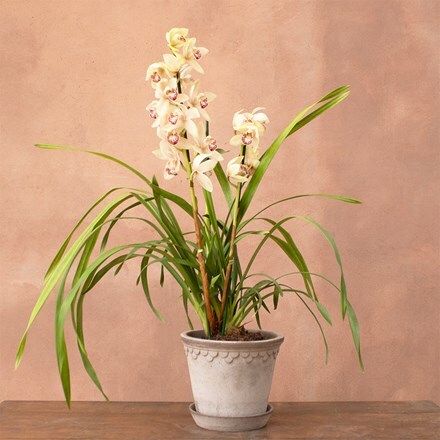 Cymbidium Icing Sugar