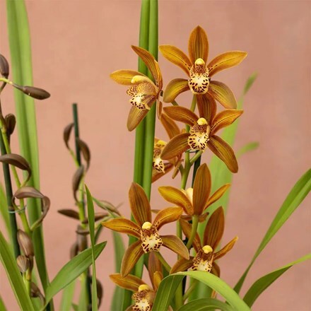 Cymbidium Schroeder Flor