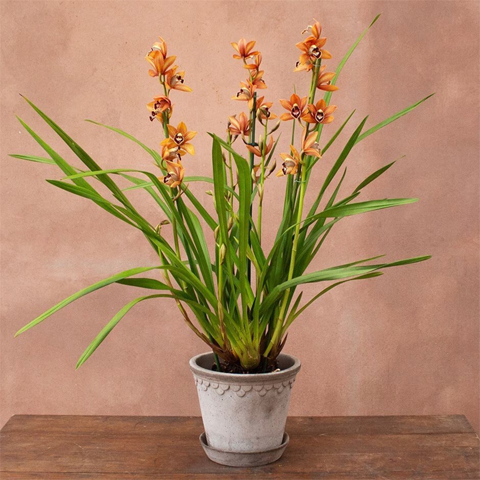 cymbidium orchid