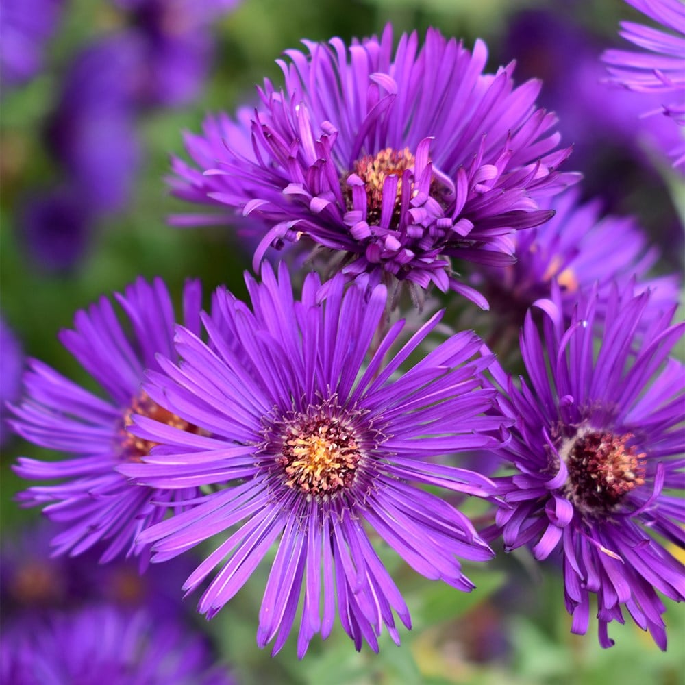 Product options image