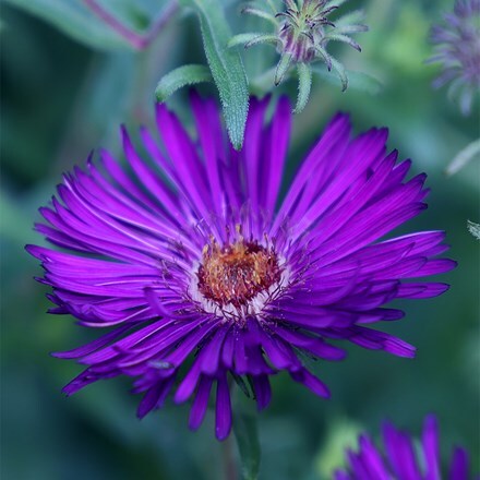 Symphyotrichum novae-angliae Helen Picton