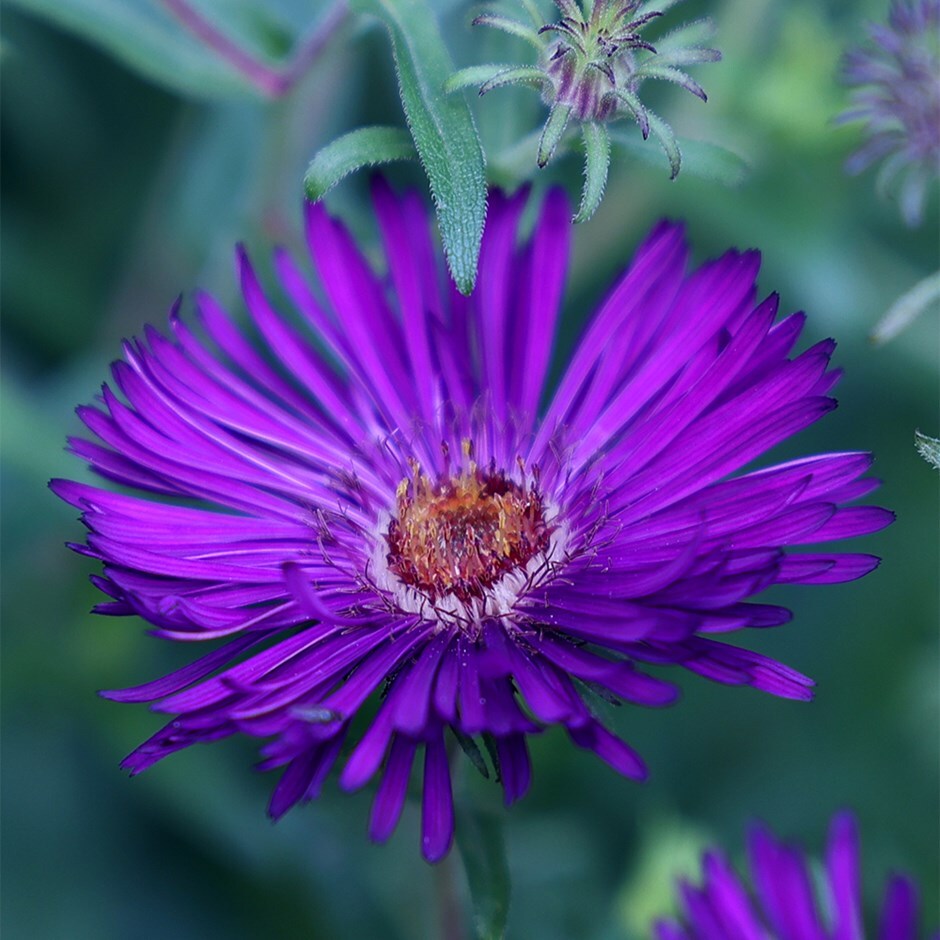 New England aster