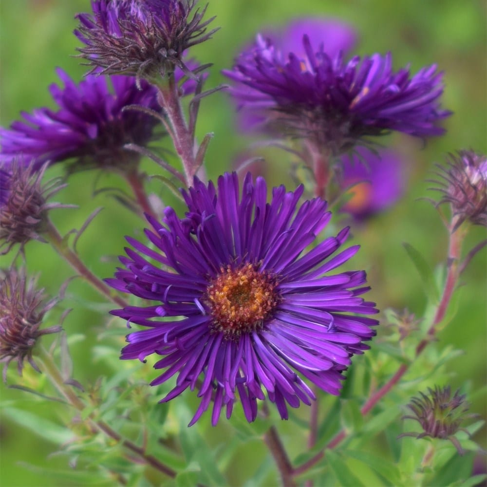 <i>Symphyotrichum novae-angliae</i> 'Helen Picton'