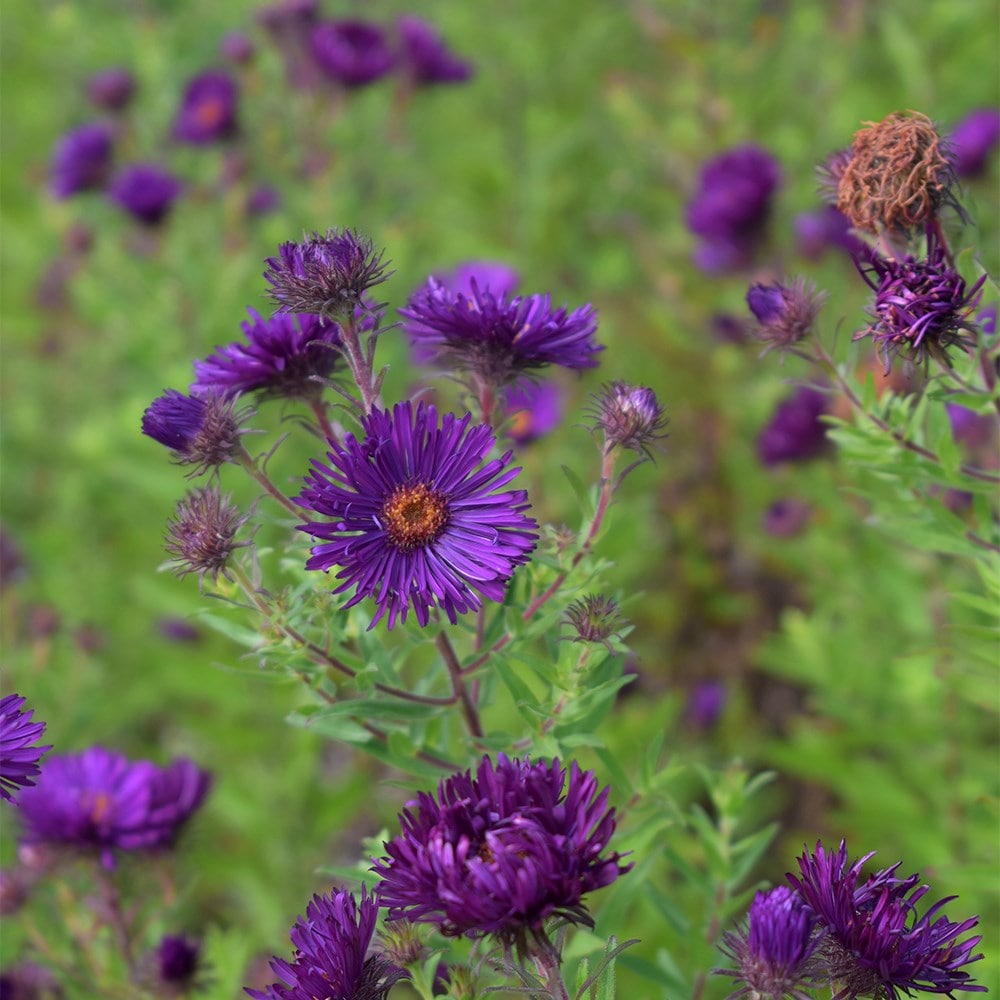 <i>Symphyotrichum novae-angliae</i> 'Helen Picton'