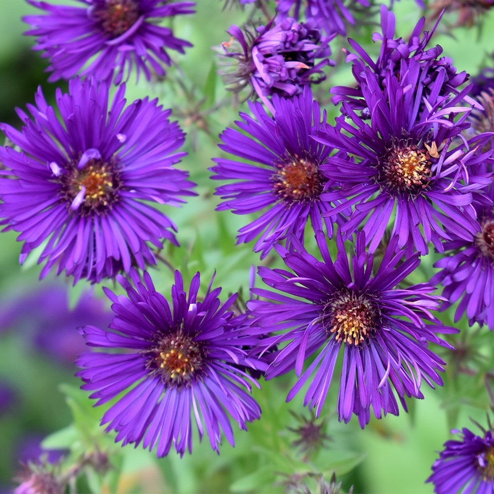 <i>Symphyotrichum novae-angliae</i> 'Helen Picton'