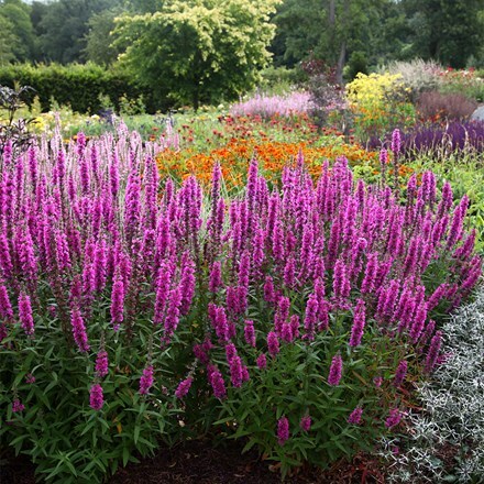 Lythrum salicaria Feuerkerze