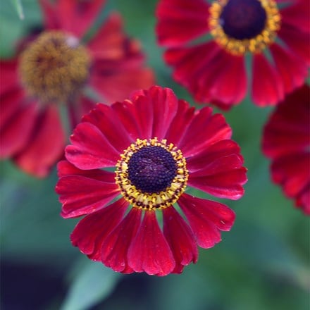 Helenium Rubinzwerg