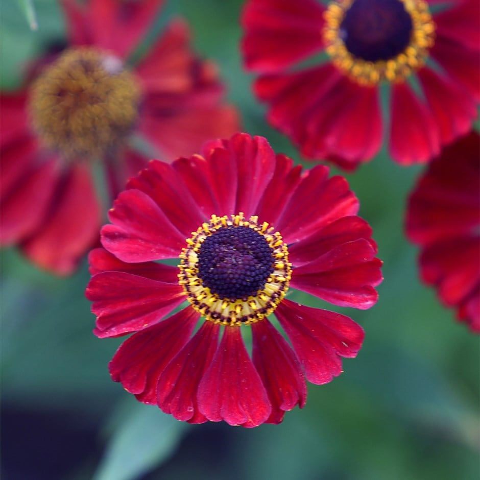 sneezeweed