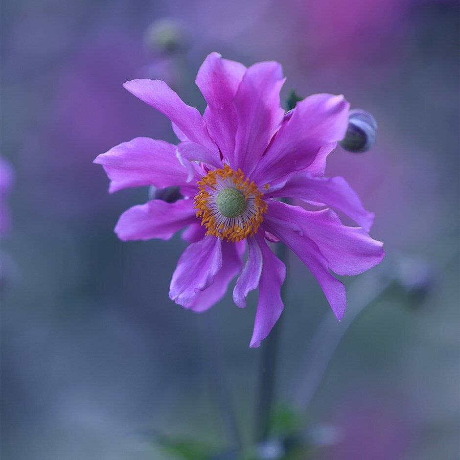 Japanese anemone Rotkappchen