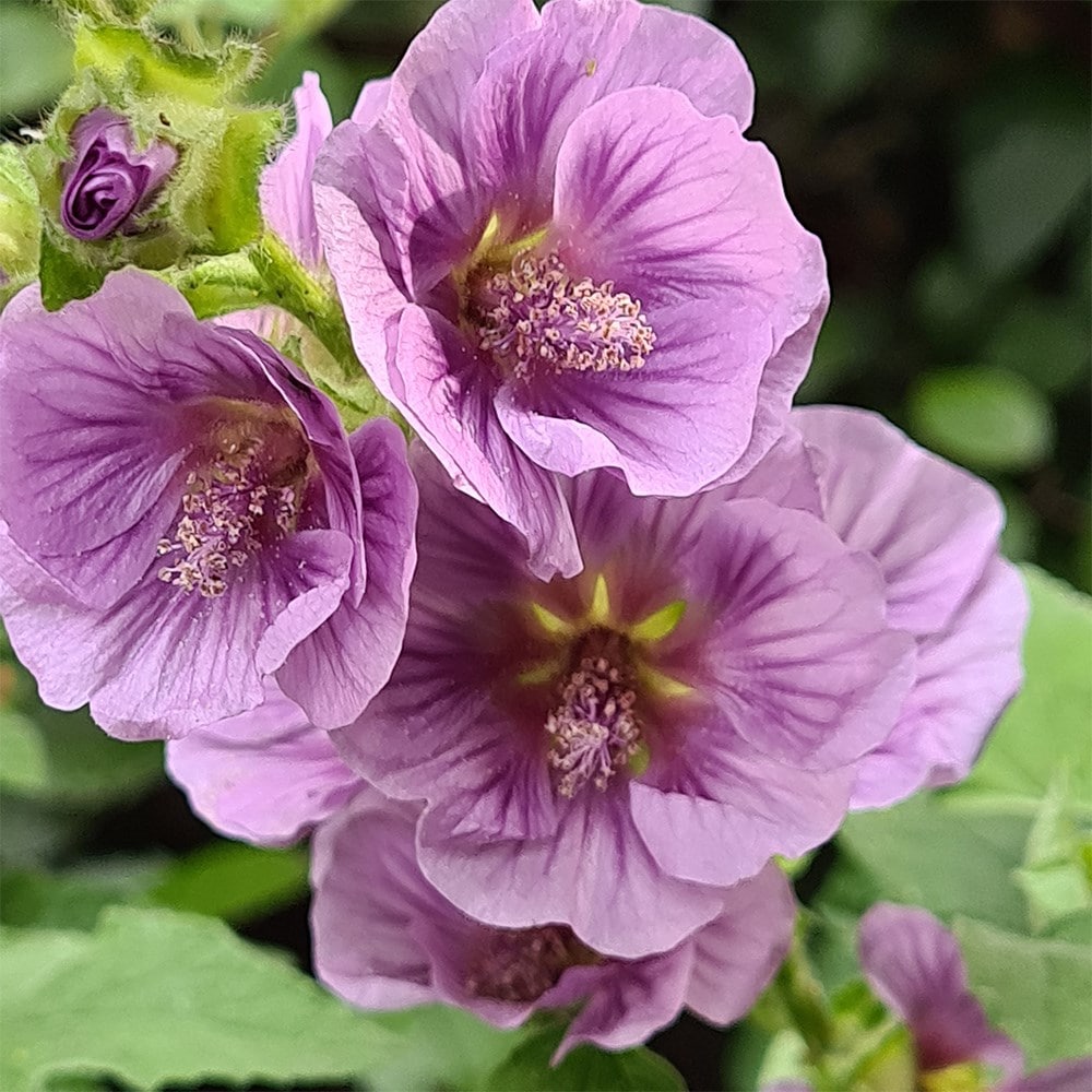 <i>Lavatera falcata</i> 'Lilia Twirl' (PBR)