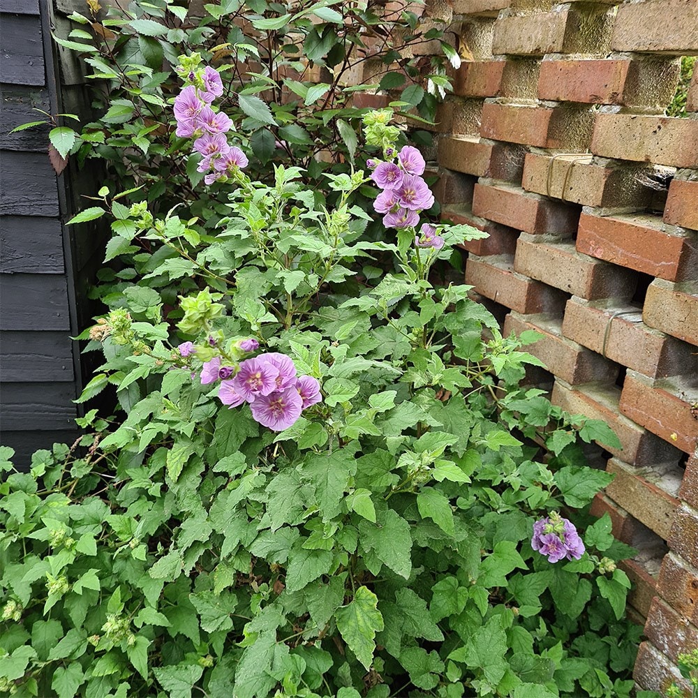 <i>Lavatera falcata</i> 'Lilia Twirl' (PBR)