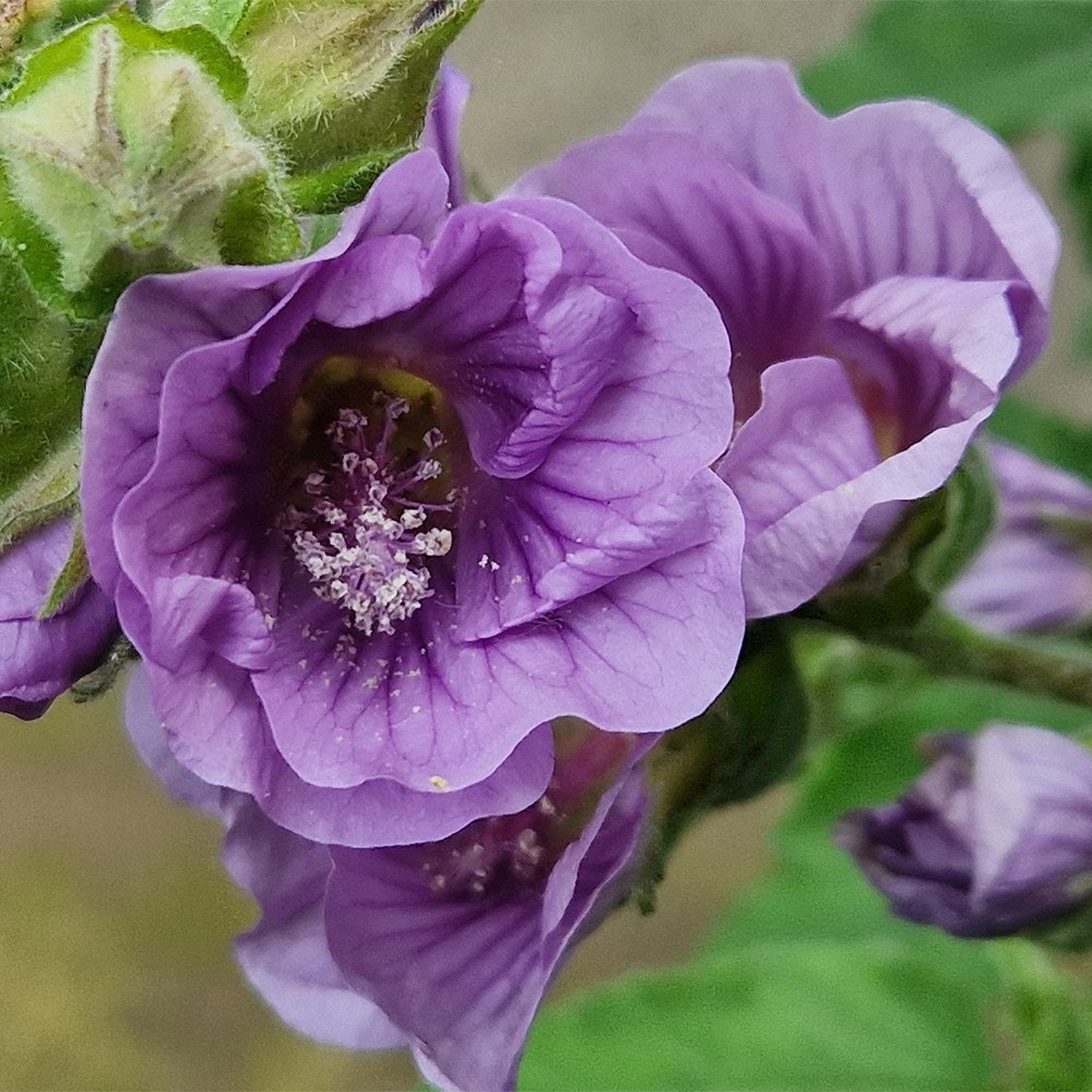 <i>Lavatera falcata</i> 'Lilia Twirl' (PBR)