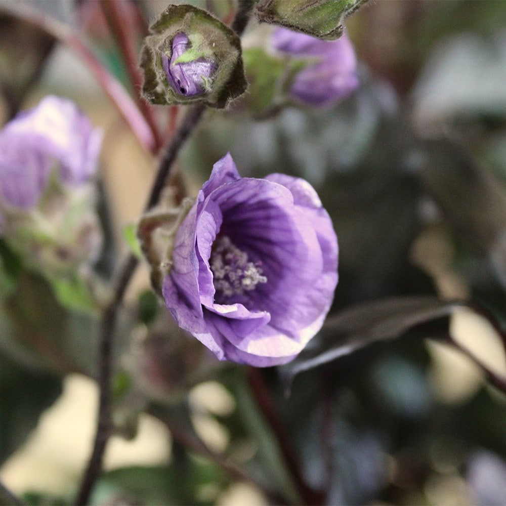 <i>Lavatera falcata</i> 'Lilia Twirl' (PBR)