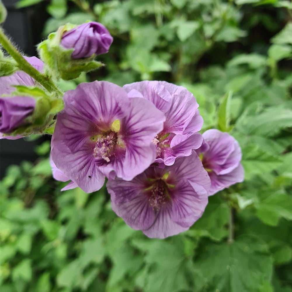 <i>Lavatera falcata</i> 'Lilia Twirl' (PBR)